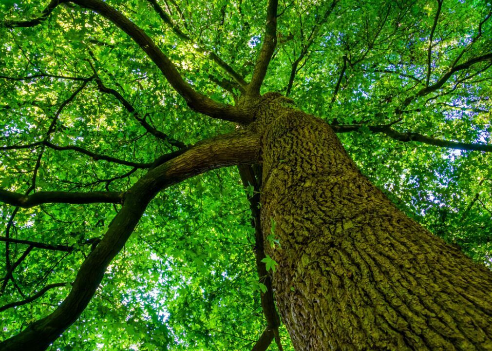 Answer: Tree #8